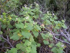 Pelargonium papilionaceum