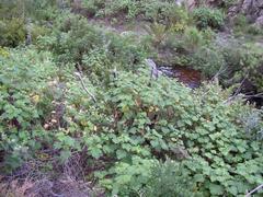 Pelargonium papilionaceum