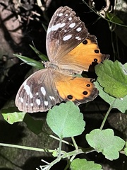 Paralethe dendrophilus