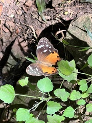 Paralethe dendrophilus