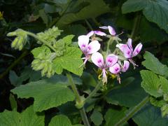 Pelargonium papilionaceum