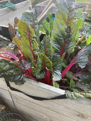 Beta vulgaris vulgaris