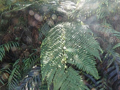 Cyathea smithii