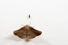 Garaeus apicata