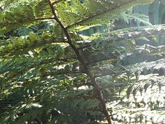 Cyathea smithii