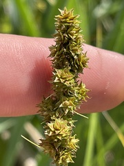 Carex triangularis