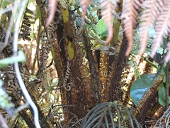 Cyathea smithii