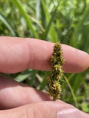 Carex triangularis