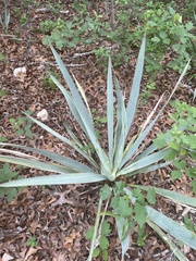 Yucca pallida