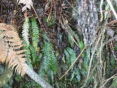 Blechnum chambersii