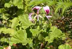Pelargonium greytonense