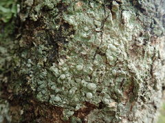 Pertusaria sorodes
