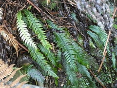 Blechnum chambersii