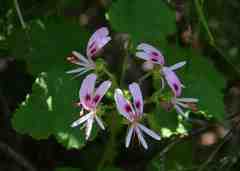 Pelargonium greytonense