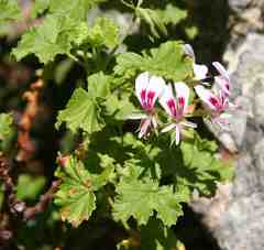 Pelargonium greytonense