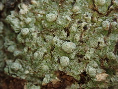 Pertusaria sorodes