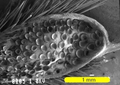 Pelargonium oblongatum