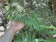 Polystichum hartwegii