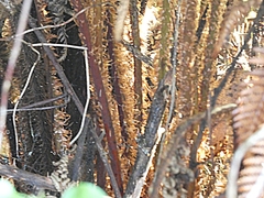 Cyathea smithii