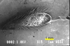 Pelargonium oblongatum