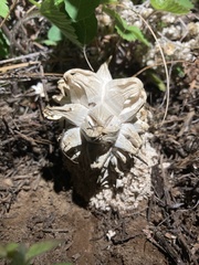 Calvatia sculpta