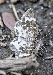 Trichodezia californiata