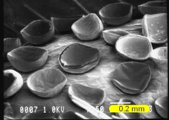 Pelargonium oblongatum