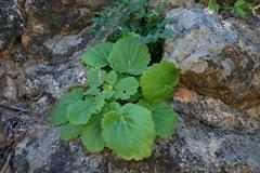 Pelargonium oblongatum