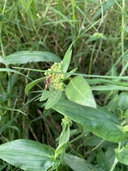 Polistes africanus