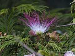 Calliandra pittieri