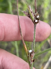 Scleria ciliata