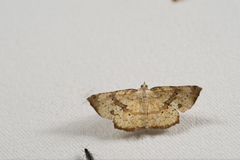 Corymica deducta