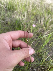 Scleria ciliata