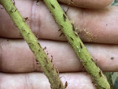 Polystichum hartwegii