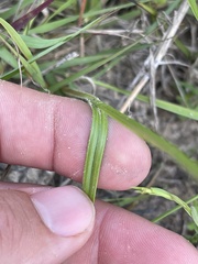 Scleria ciliata