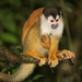 Central American Squirrel Monkey - Photo (c) llsproat, some rights reserved (CC BY-NC-SA)
