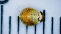 Scleria ciliata