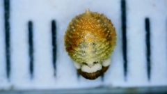 Scleria ciliata