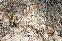 Pelargonium fergusoniae