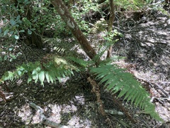 Polystichum hartwegii