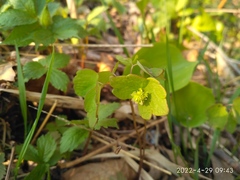 Thalictrum filamentosum
