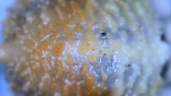 Scleria ciliata