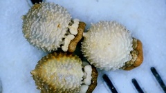 Scleria ciliata