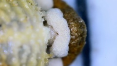 Scleria ciliata