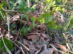 Thalictrum filamentosum