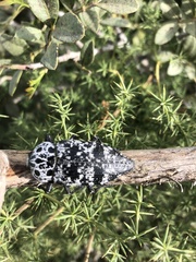 Capnodis cariosa