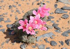 Monsonia multifida