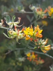 Acmispon dendroideus dendroideus