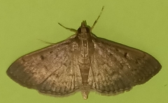 Herpetogramma
