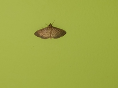 Herpetogramma